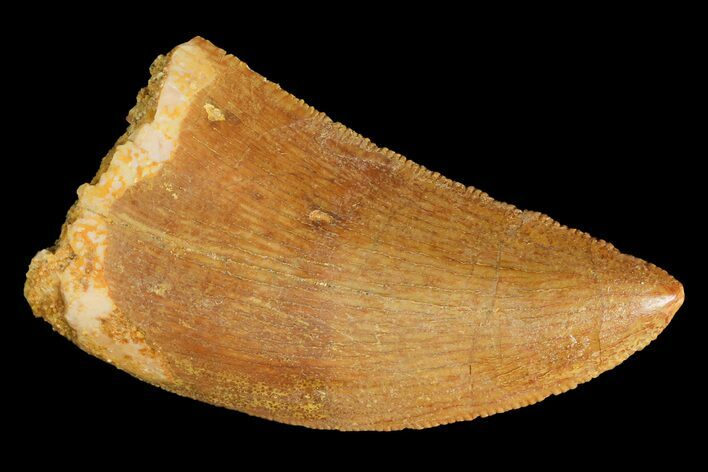 Serrated, Juvenile Carcharodontosaurus Tooth #183510